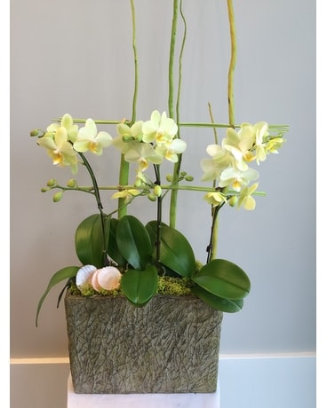 As Shown size,  inches height and  inches wide.