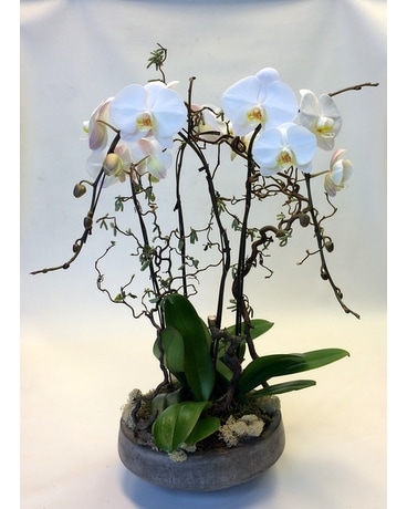 Orchid Plant 37 Flower Arrangement