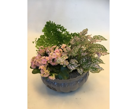 Plant 5 Flower Arrangement