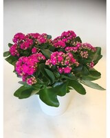 Lovely size,  inches height and  inches wide.
