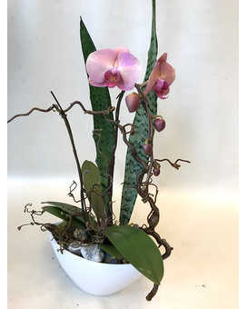 As Shown size,  inches height and  inches wide.