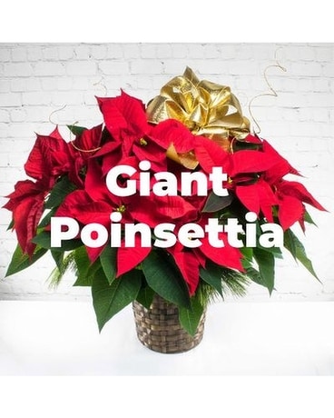 GIANT Poinsettias Flower Arrangement