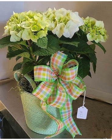 Hydrangea Basket Plant