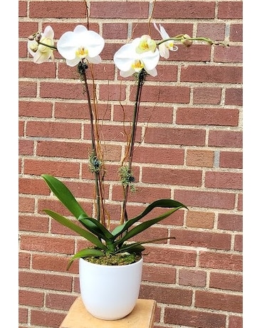 Orchid White Plant