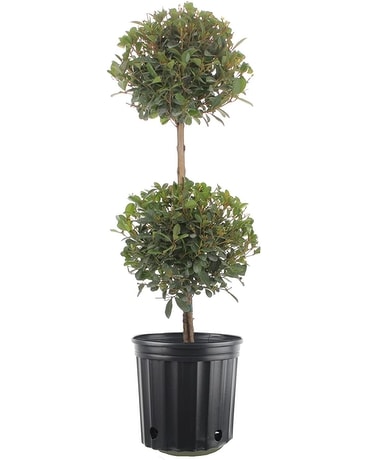 Eugenia Plant