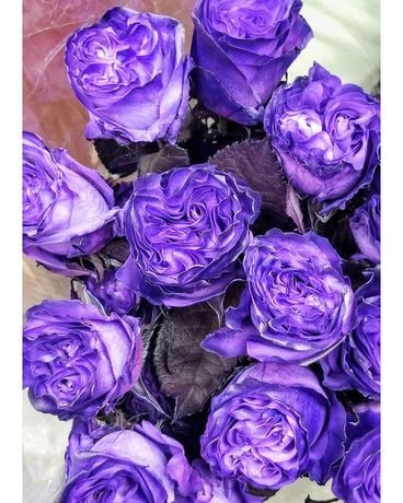 one purple rose