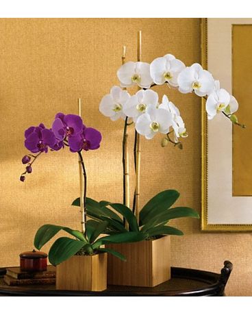 Teleflora's Opulent Orchids Flower Arrangement