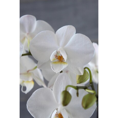 Elegant Orchid In Bryn Mawr Pa Bryn Mawr Flower Shop