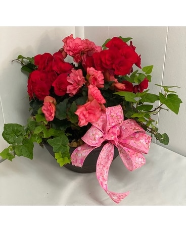 Begonia Blooms Plant