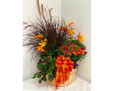 Autumn's Bounty Plant