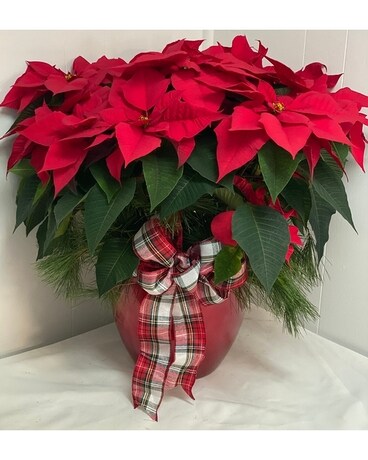 Merry Poinsettia Plant