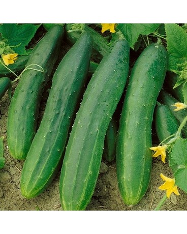Straight Eight Cucumber Plant