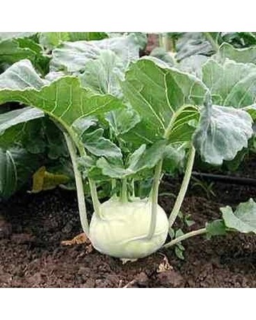 White Vienna Kohlrabi 6 pack Plant