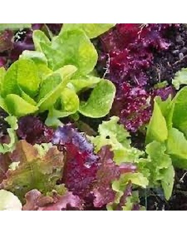 Salad Blend Lettuce Plant