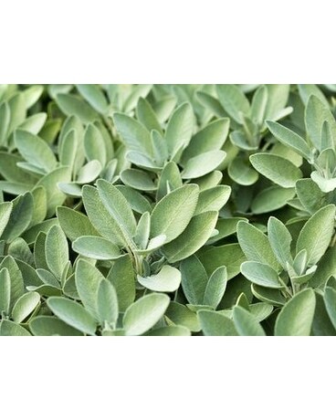 Sage Plant