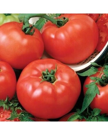 Chefs Choice Red Tomato Plant