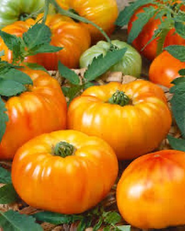 Chefs Choice Bi Color Tomato Plant