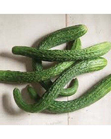 Suyo Long Cucumbers Plant