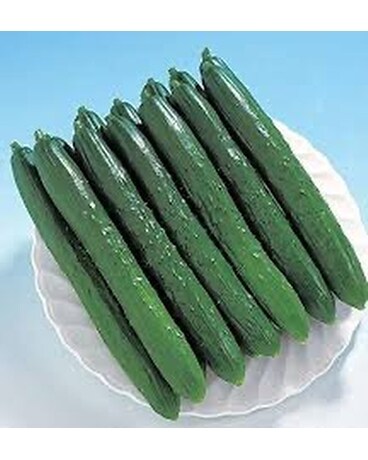 Taurus Cucumber Plant