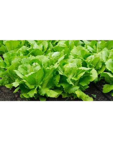 Romaine Lettuce Plants 6 packs Plant