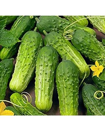 Pickling Cucumber Plant Plant
