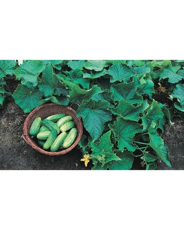 Bush Cucumber Plant Plant