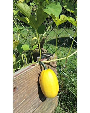 Spaghetti Squash plant Plant