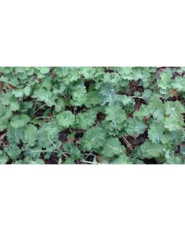 Siberian Kale Plants 6 pack Plant