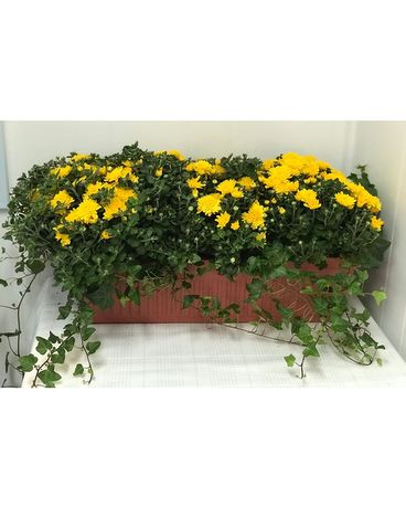 Triple Mum Planter Gifts