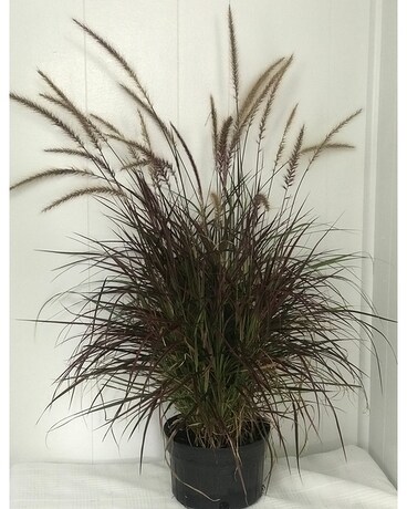 Fall Grass Plant