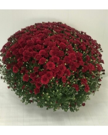 Garden Mum assorted colors Plant