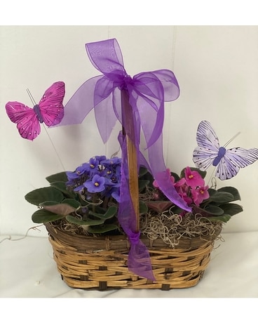 Butterflies and Violets Plant