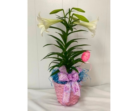 Easter Lily Basket Plant