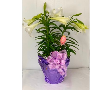 Easter Lily Triple Plant