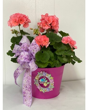 Bye Bye Birdie Plant