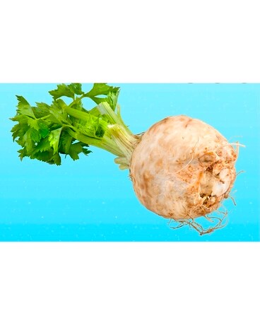 Celeriac Plant