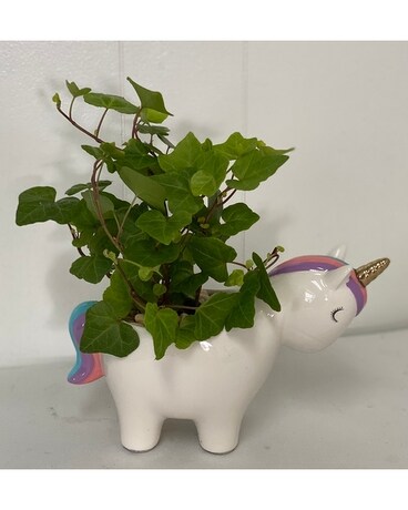 Unicorn Ivy Plant