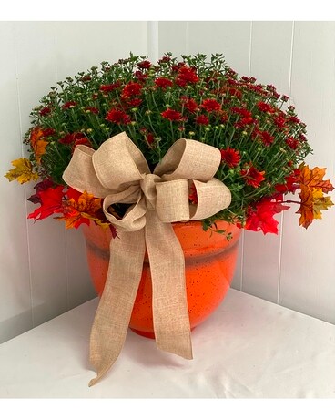 Mums the Word Plant