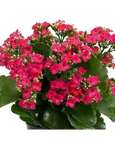 Holiday Red Kalanchoe Plant