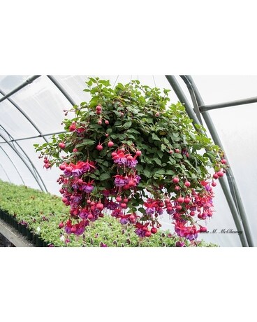 Flowering Fuschia 10 Plant
