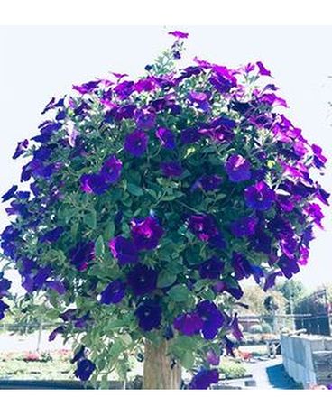 Passionate Purple Petunia Hanging Basket Plant