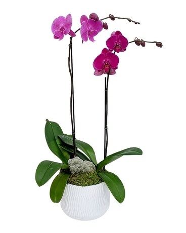 Double Purple Orchid Arrangement