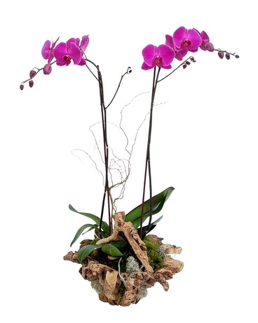 Rialto Beach Double Orchid Garden Plant