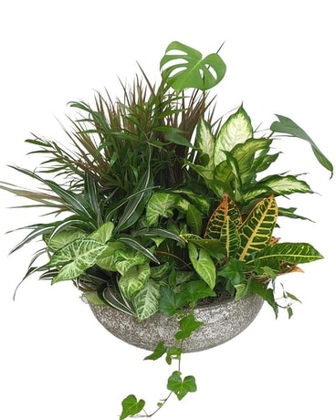 Dish Garden in Large Concrete Bowl Plant
