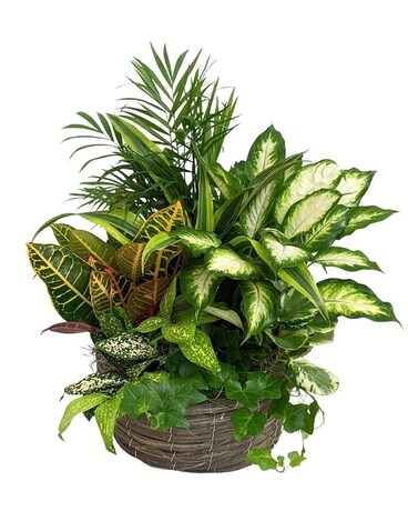 Dish Garden in Round Basket Plant