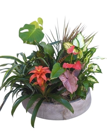 Large Tropical Dish Garden in Concrete Bowl Plant