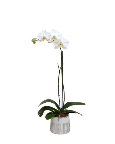 Single White Orchid Plant
