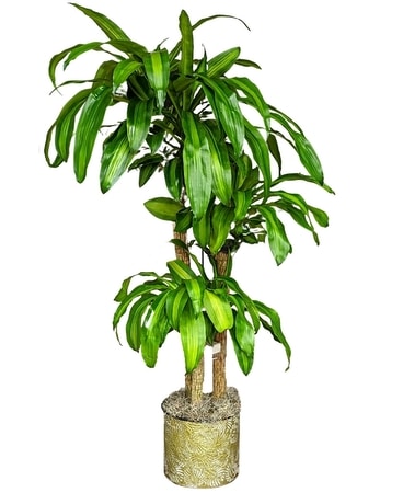 Corn Plant Flower Arrangement