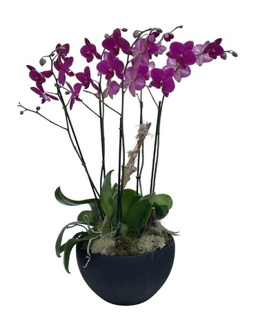 Purple Orchid Garden in Matte Black Ceramic Bowl Flower Arrangement