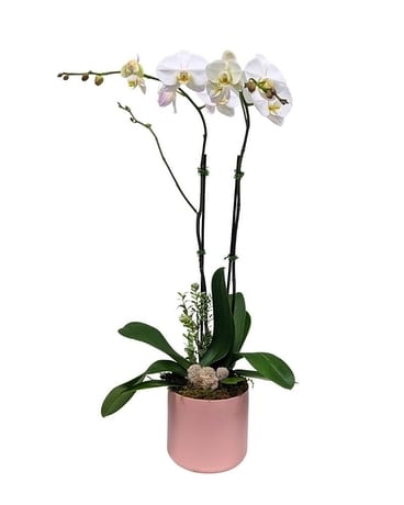 Double White Orchid in Pink Ceramic Flower Arrangement